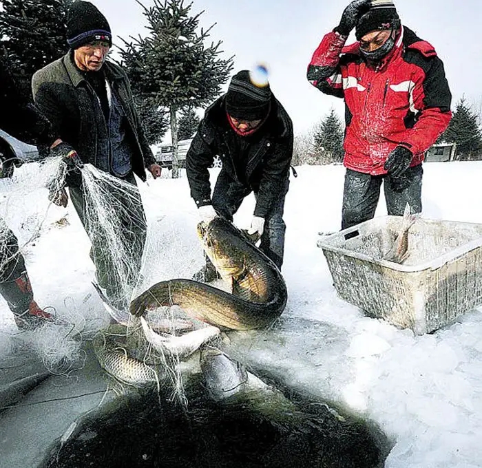 源于鲁菜，自成流派的东北饮食文化