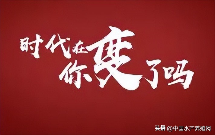 饲料不断涨价养殖户何去何从,最近饲料厂涨价有什么应对措施