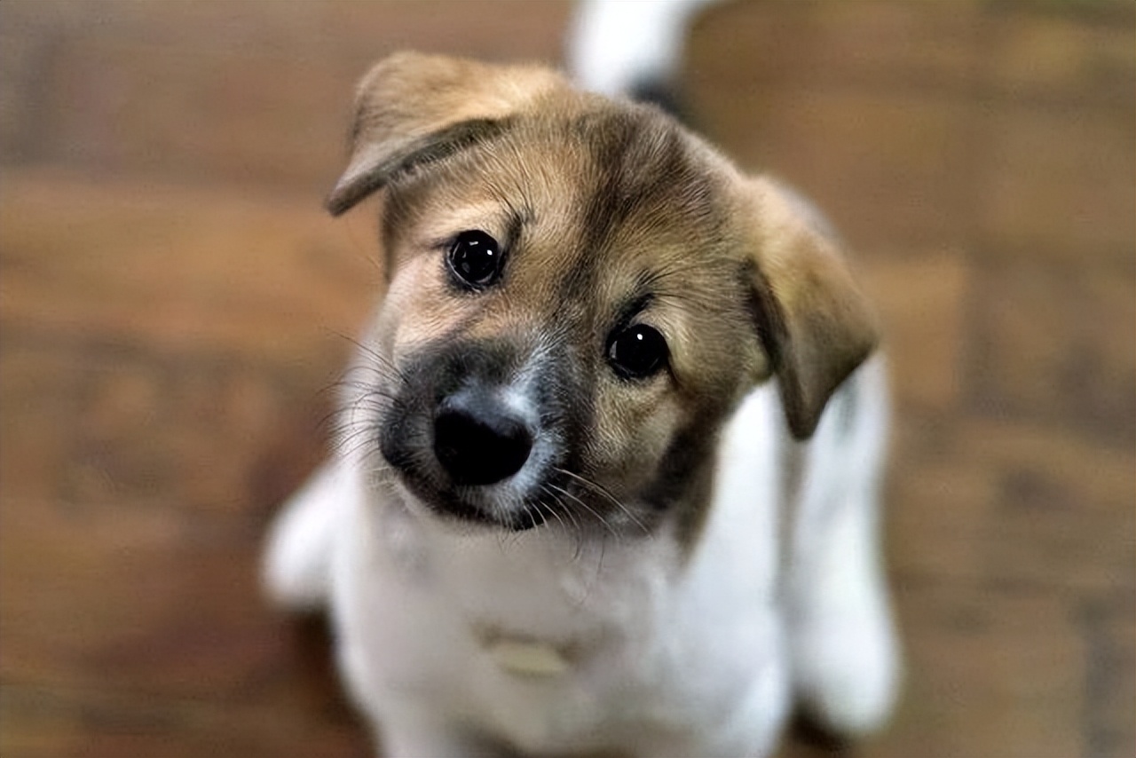 幼犬怎样预防细小病毒,幼犬得了细小病毒怎么治疗