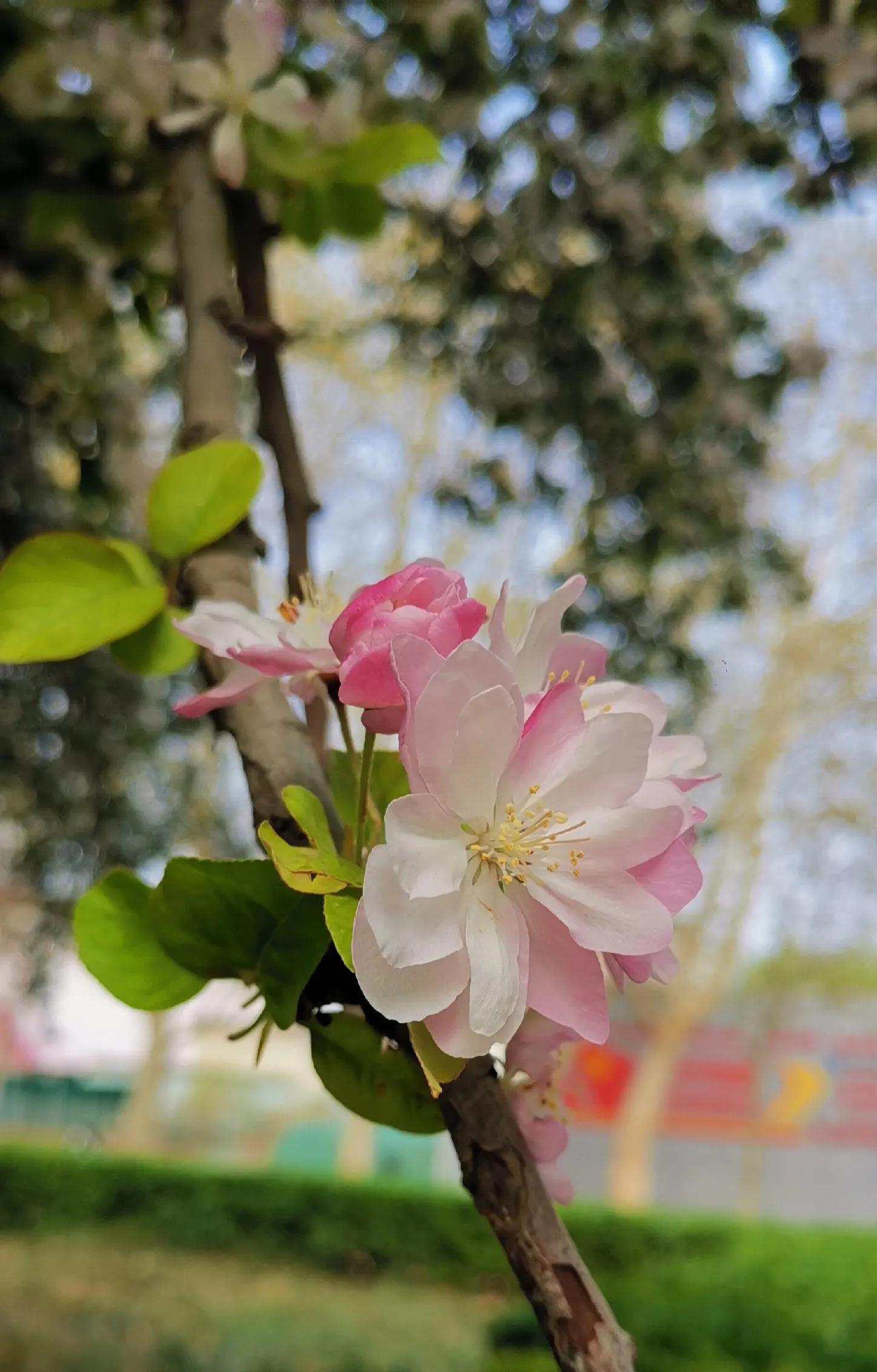 小猫小狗打架视频,小猫小狗小鸡小鸭视频