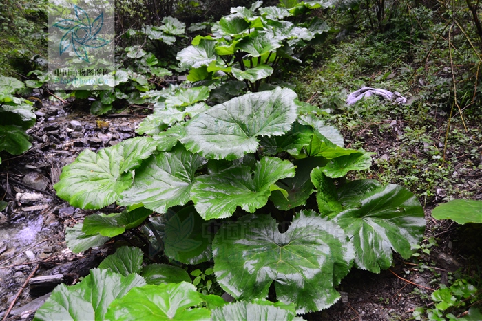 理塘格聂神山怎么走,理塘格聂神山故事