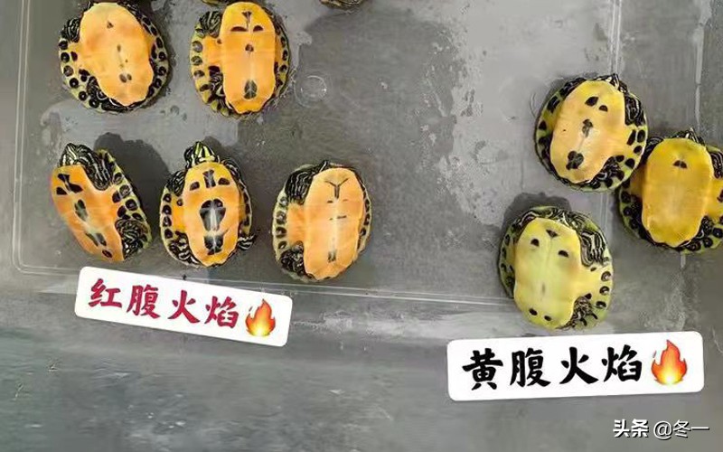 养龟避坑,新手养龟入门基础知识