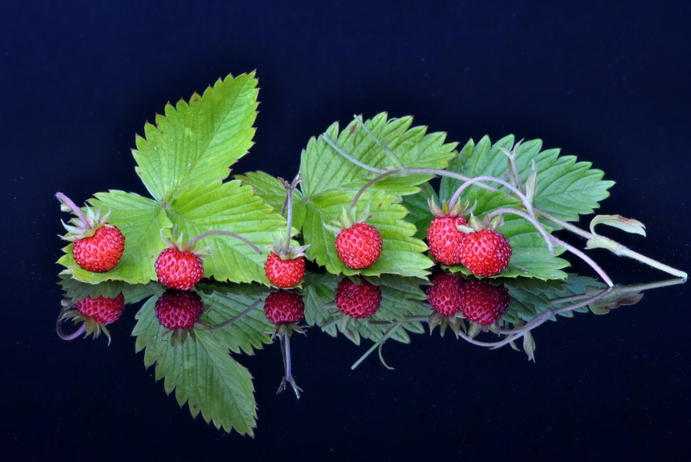 家长乐园：汉语拼音国际音标和英语法语德语发音