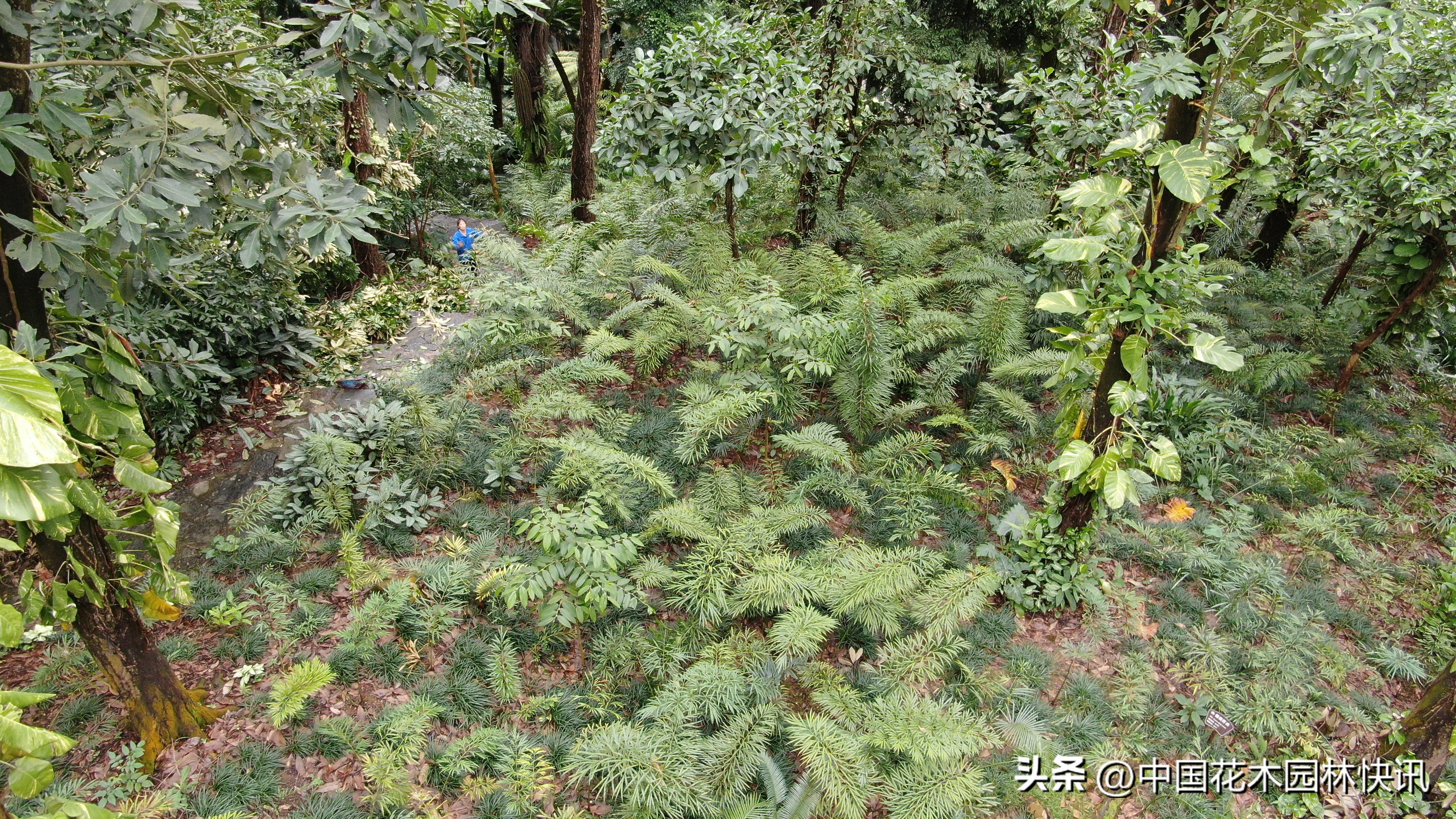 青秀山苏铁科普馆建成开放,南宁青秀山中国铁树简介