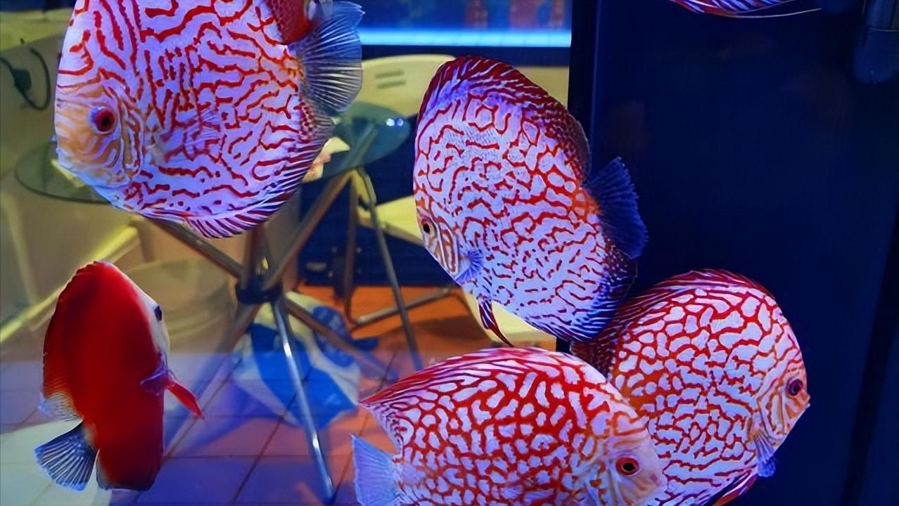 七彩神仙鱼繁殖期间可以喂食吗,七彩神仙鱼繁殖卵需要下什么药