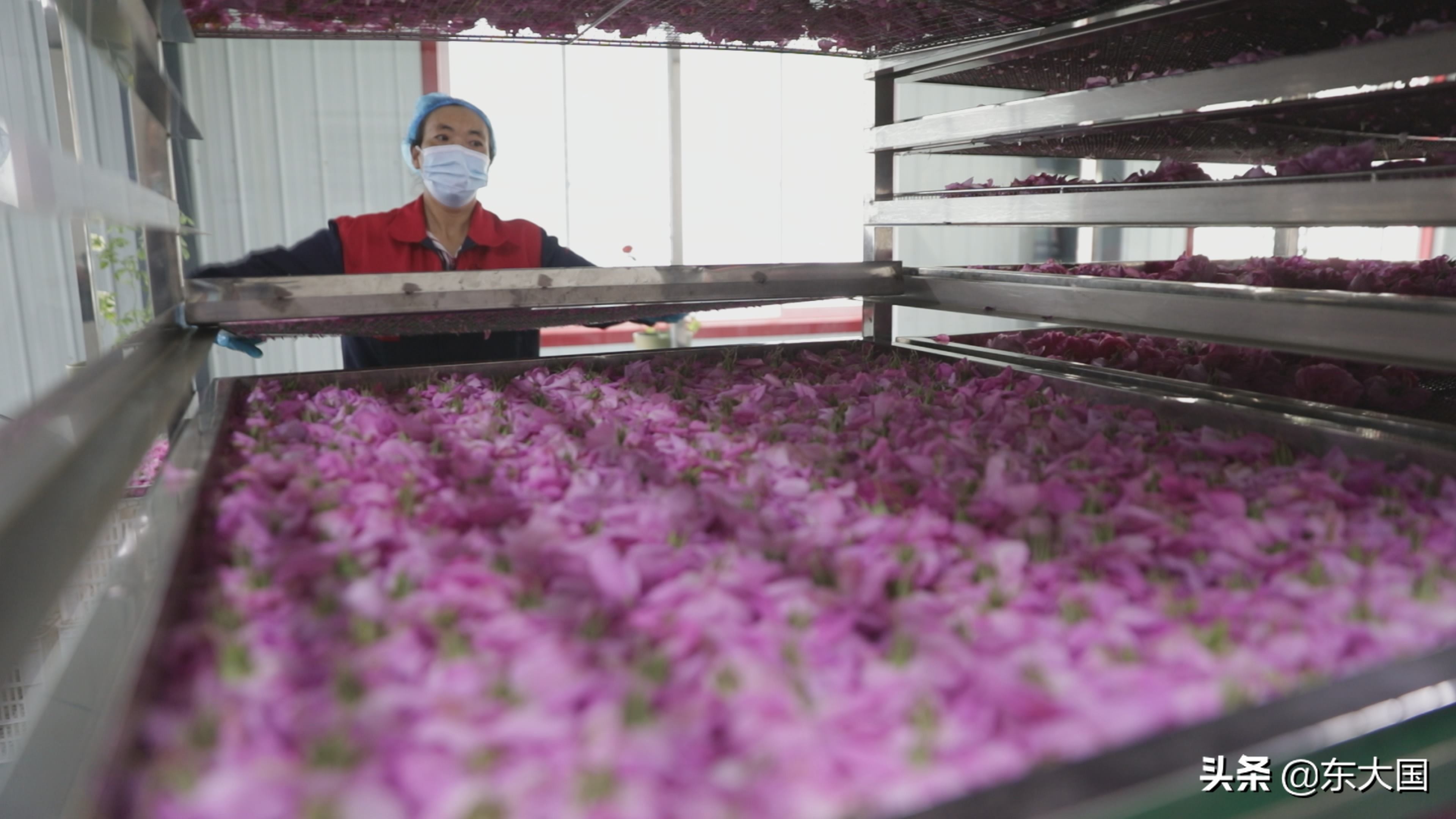 野猪“刺”激来的玫瑰花——玫瑰姐姐和她的美丽经济