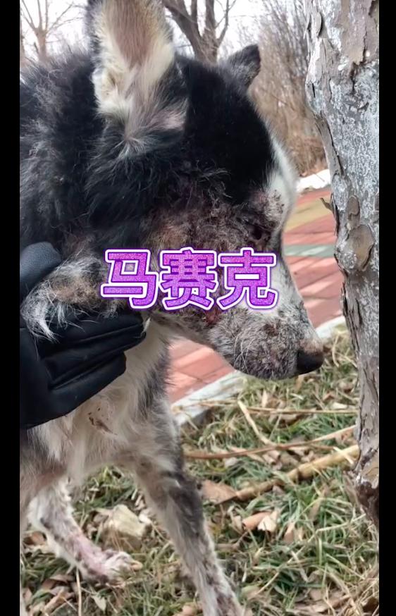 哈士奇眼睛上面白色点的地方红肿,哈士奇一只眼睛红肿