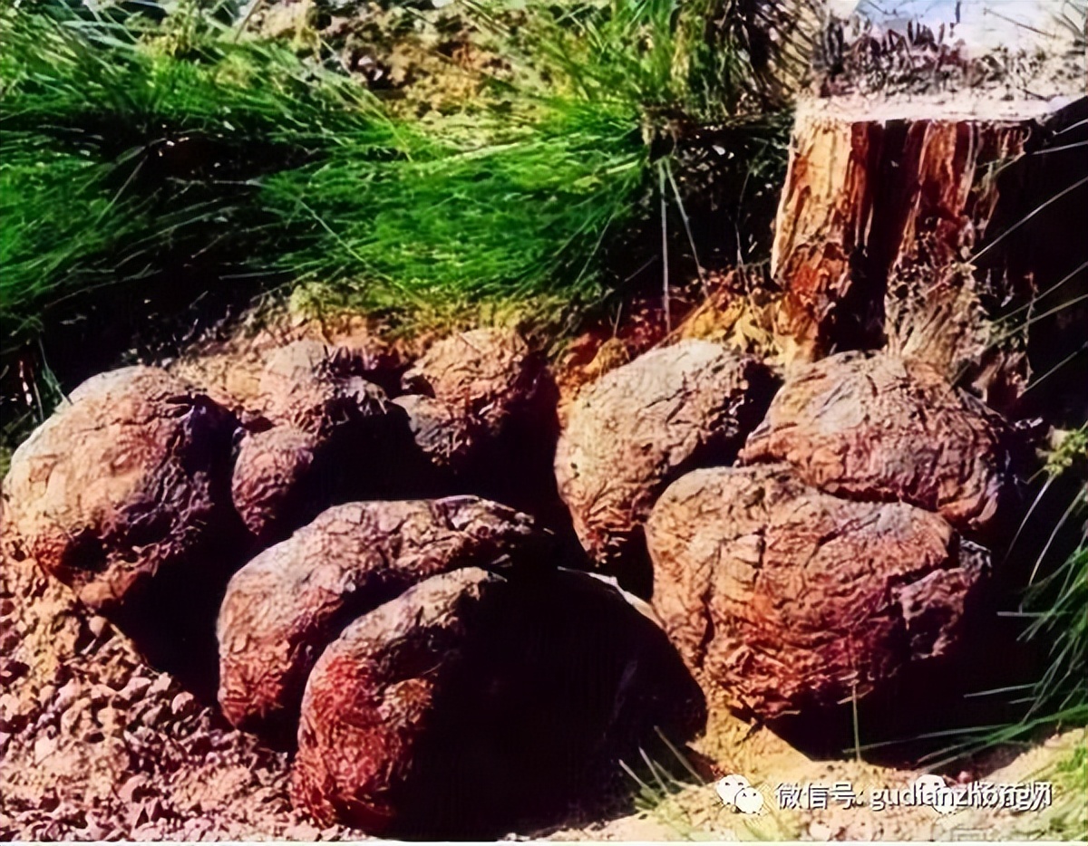 茯苓又叫什么神药,茯苓是哪个地方的地道药材