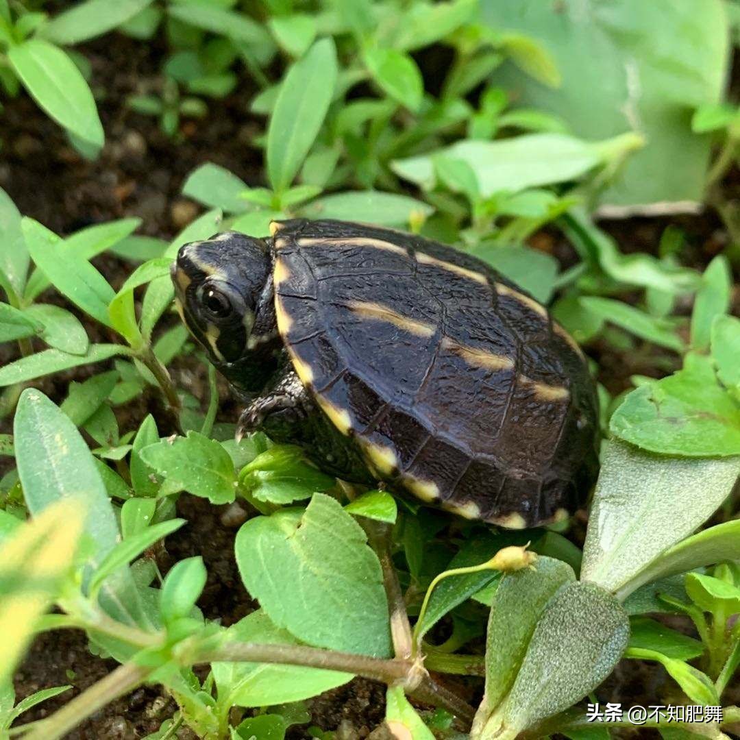 直播卖龟的平台有哪些,淘宝直播卖龟蛋