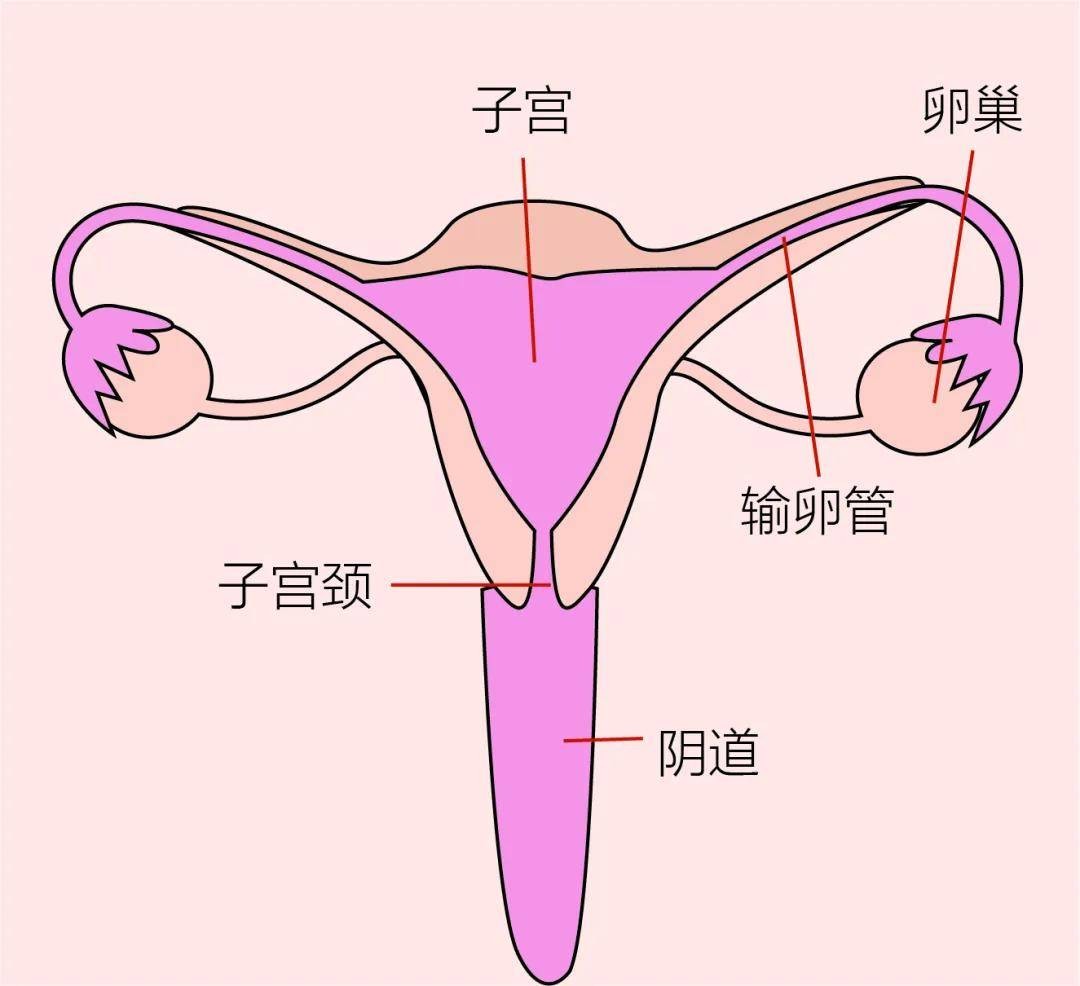 女性心窝口偏右烧灼感痛怎么回事,女性尿路有烧灼感是怎么回事