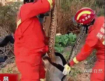 工地挖出3条大蟒蛇,深圳南山区蟒蛇