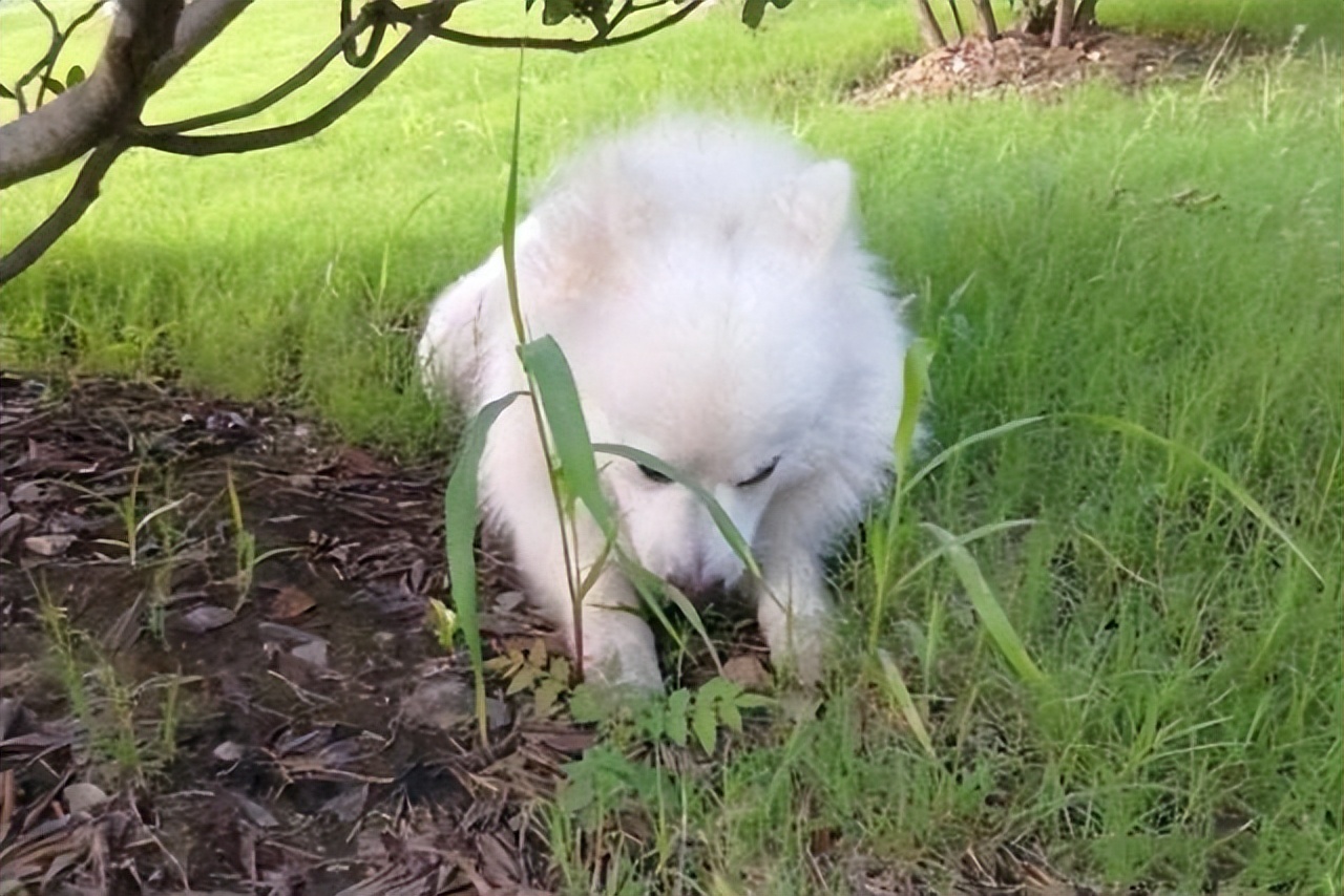 怎样防止遛狗的时候被毒,遛狗时怎么防止伤到自己