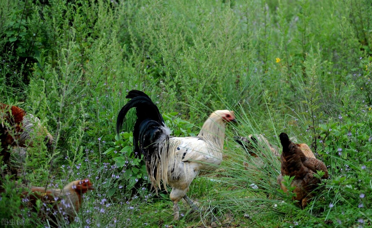 良田果园家庭农场,硕果累累家庭农场