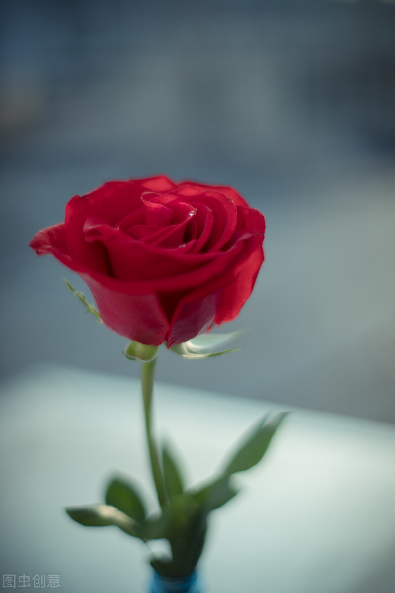 5年情人节没收到过一朵花