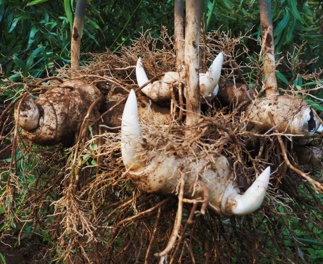 今年冬天的第一顿养生局安排！个旧的它“出土”啦！