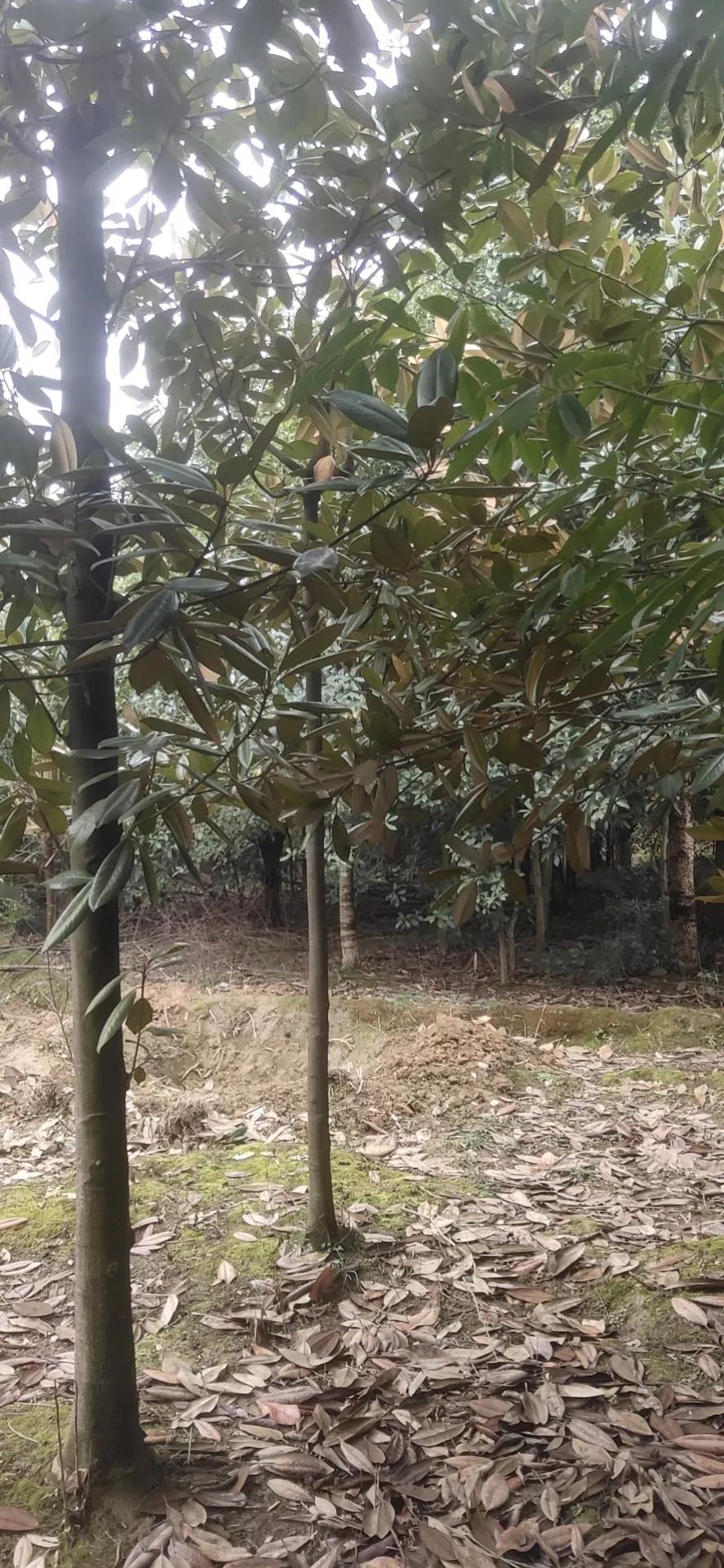 全国乡村振兴九大经济树种,乡村振兴的植树造林成果