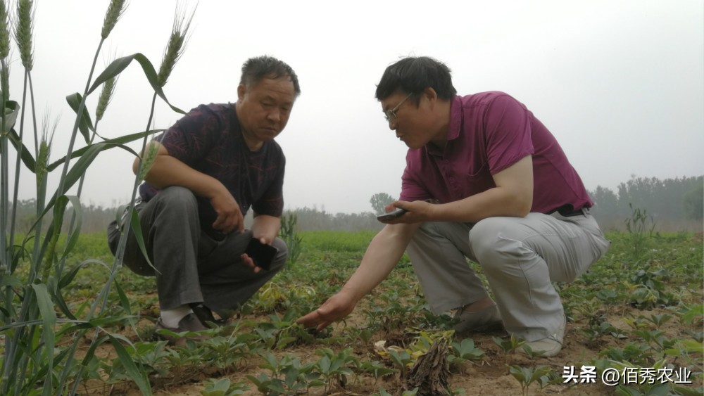 新移栽的牡丹苗叶子打蔫怎么办,牡丹夏季为啥黄叶死苗