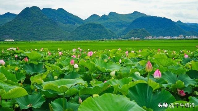 云南必去的4个景点,云南网红打卡景点