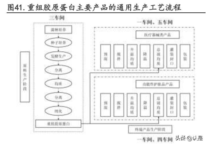 锦波生物研究报告：重组胶原行业先驱，产品放量未来可期