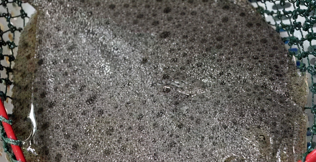 体质弱,盾纤毛虫找上门,大菱鲆该如何渡劫?