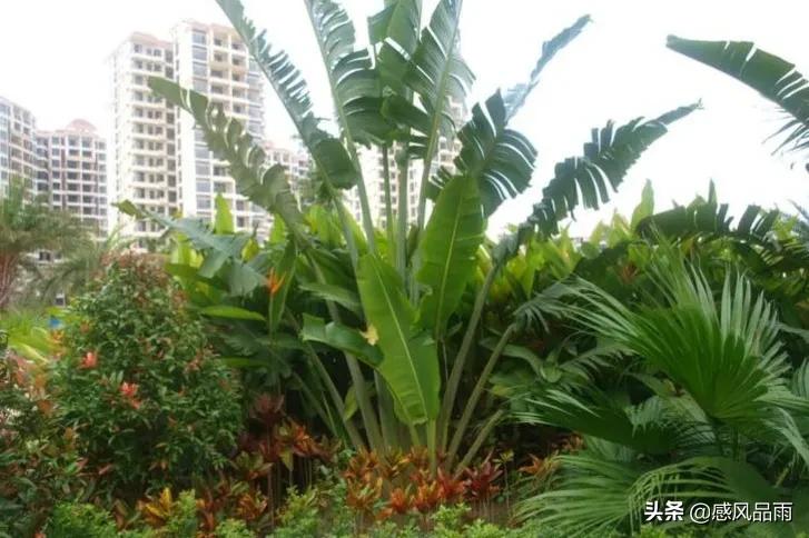 九十九朵美丽的国花送给你