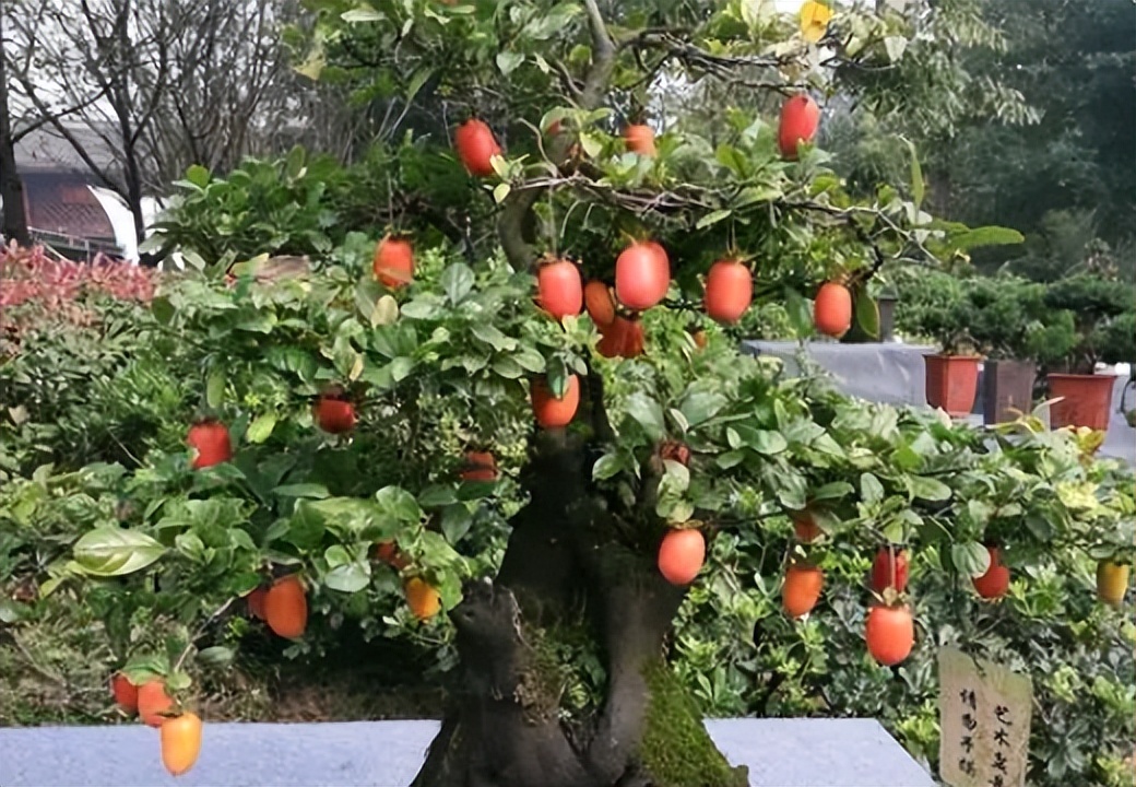 金弹子公母花不同步怎么办,金弹子不开花怎么分公母