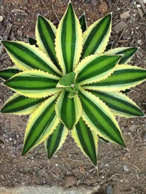 岁月斑驳留下来的都是静好时光,岁月斑驳愿时光静好