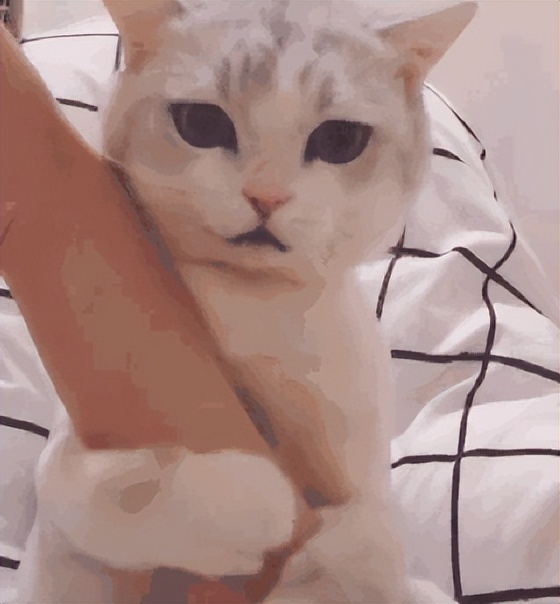 猫尾巴油腻是什么原因,猫的尾巴总是油油的