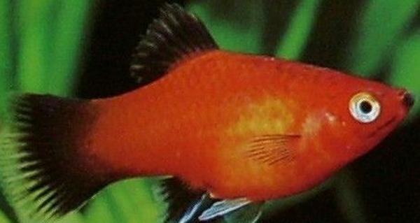 玛丽月光鱼怎么生崽,黑尾月光米奇鱼