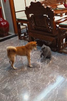 笑死！狗子1个蛋上被蚊子咬了8个包，成巨蛋小子了！