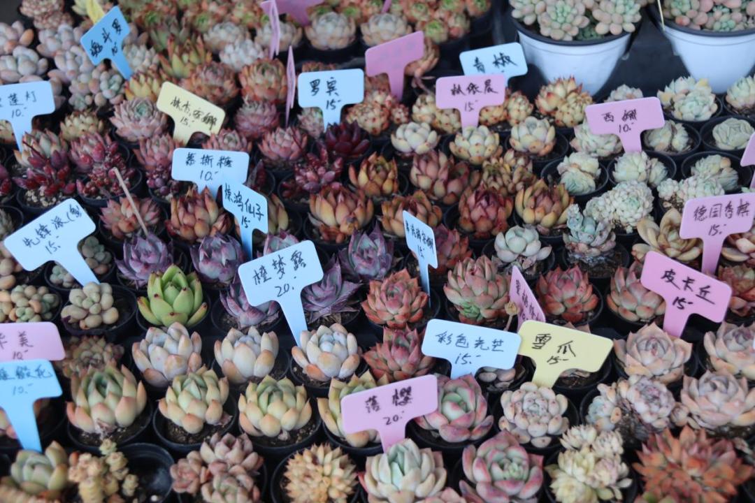 乡村振兴多肉,多肉种植成乡村振兴新宠