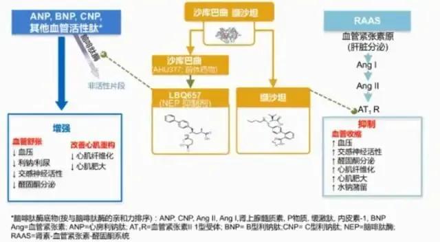 心衰的一般治疗和常用治疗药物,心衰指南药物治疗最新