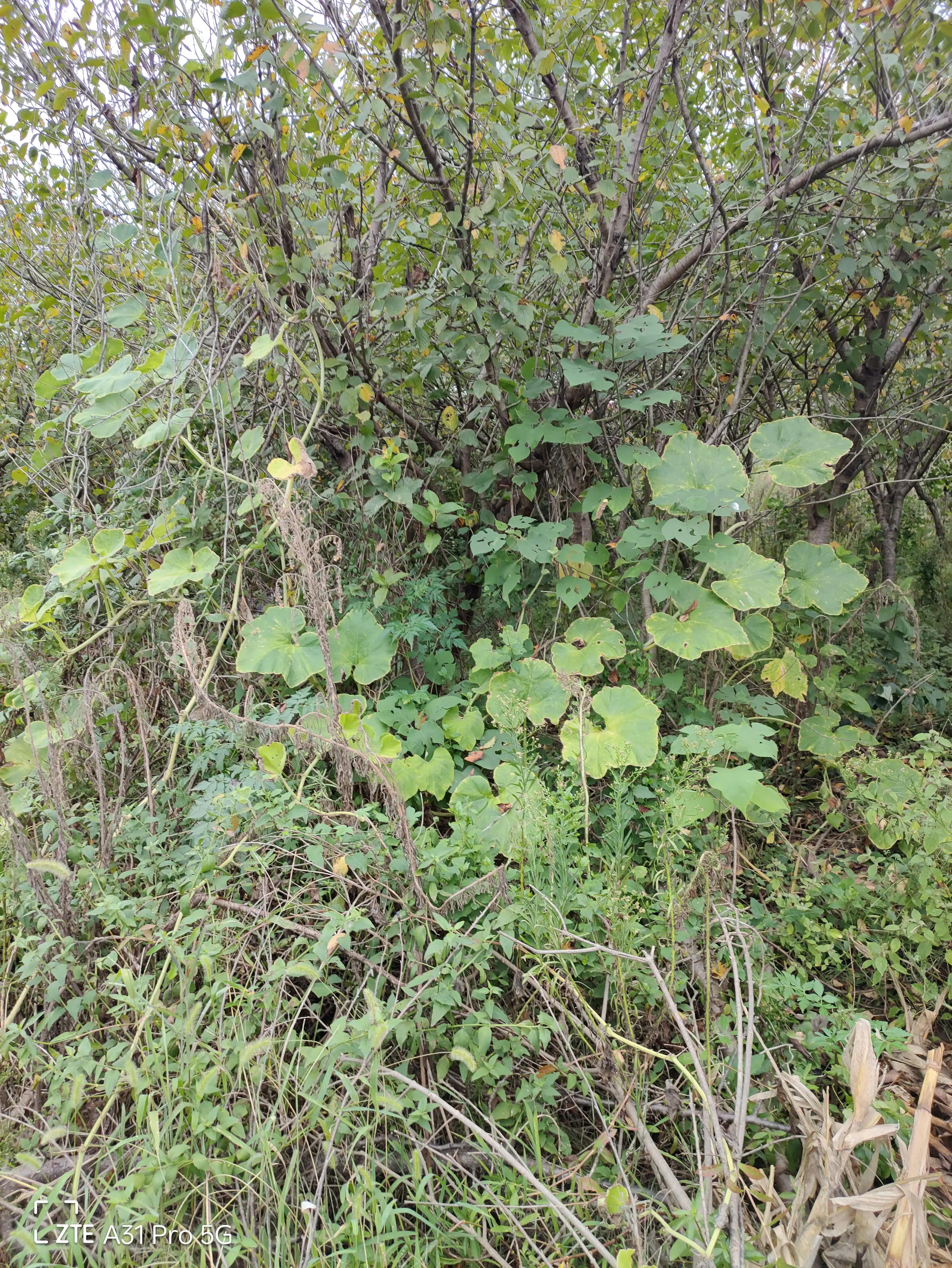 落花生的原名,落花生是什么意思