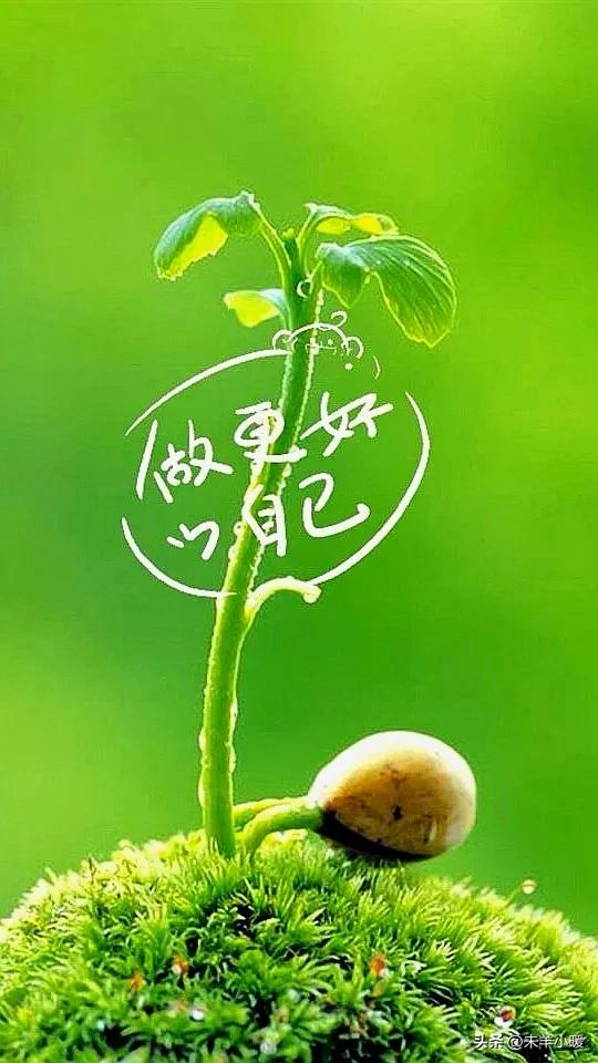 最美的手机壁纸大全,养眼养心的壁纸