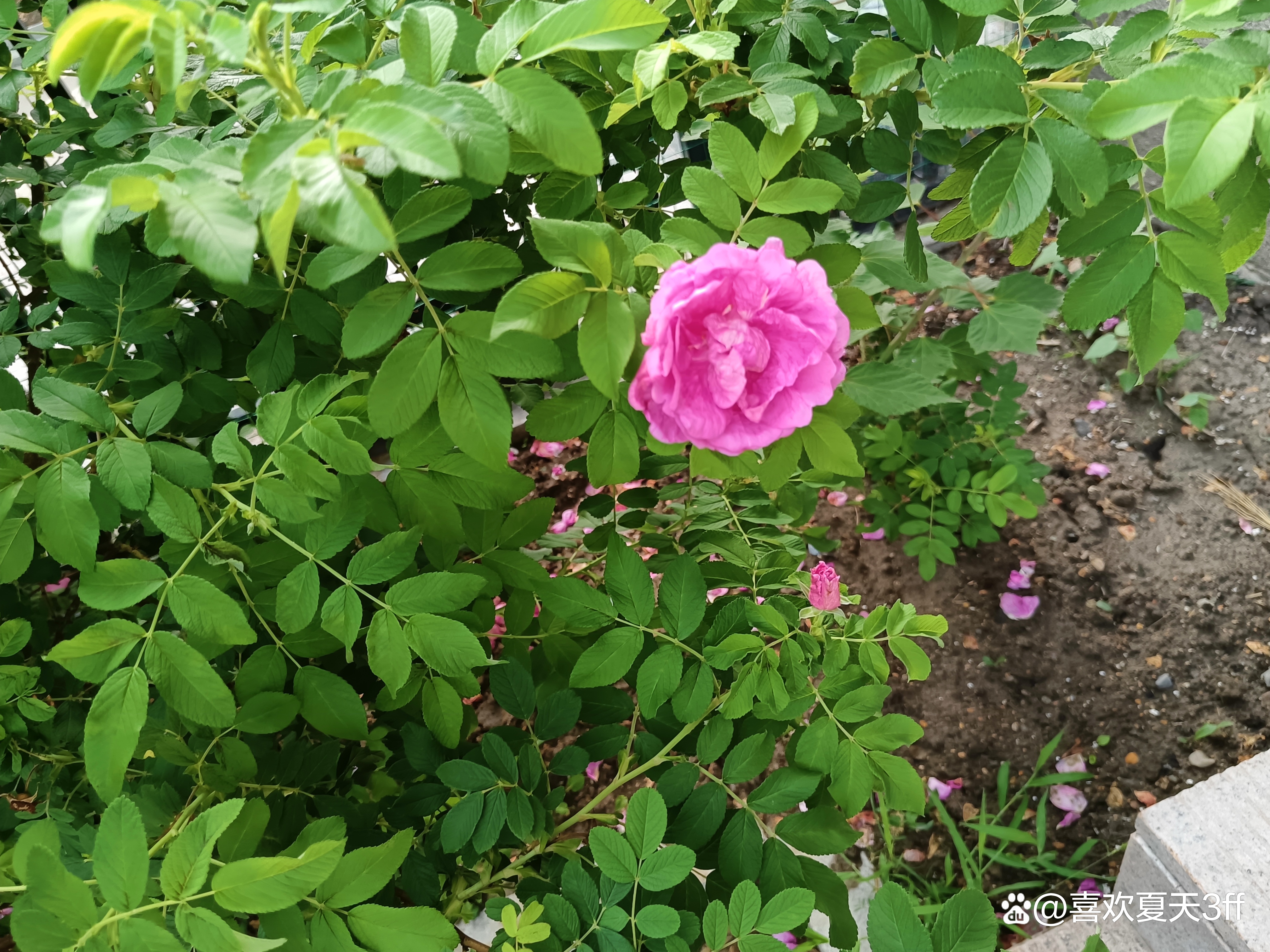 夏日的鲜花浪漫的盛开美丽又迷人,夏日盛开的鲜花