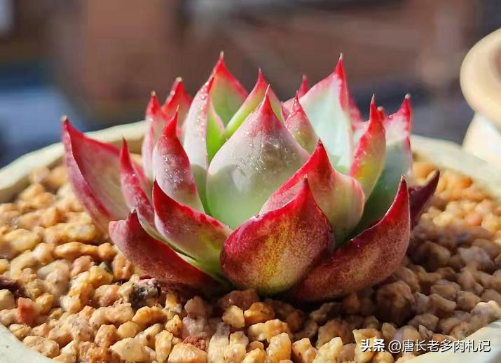 多肉小苗怎么长得快,多肉小苗如何快速生长