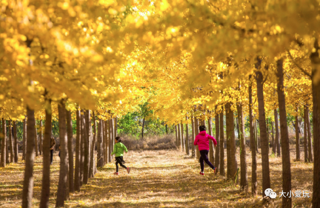 银杏最美的地方,这九个美丽的地方你想去看看吗