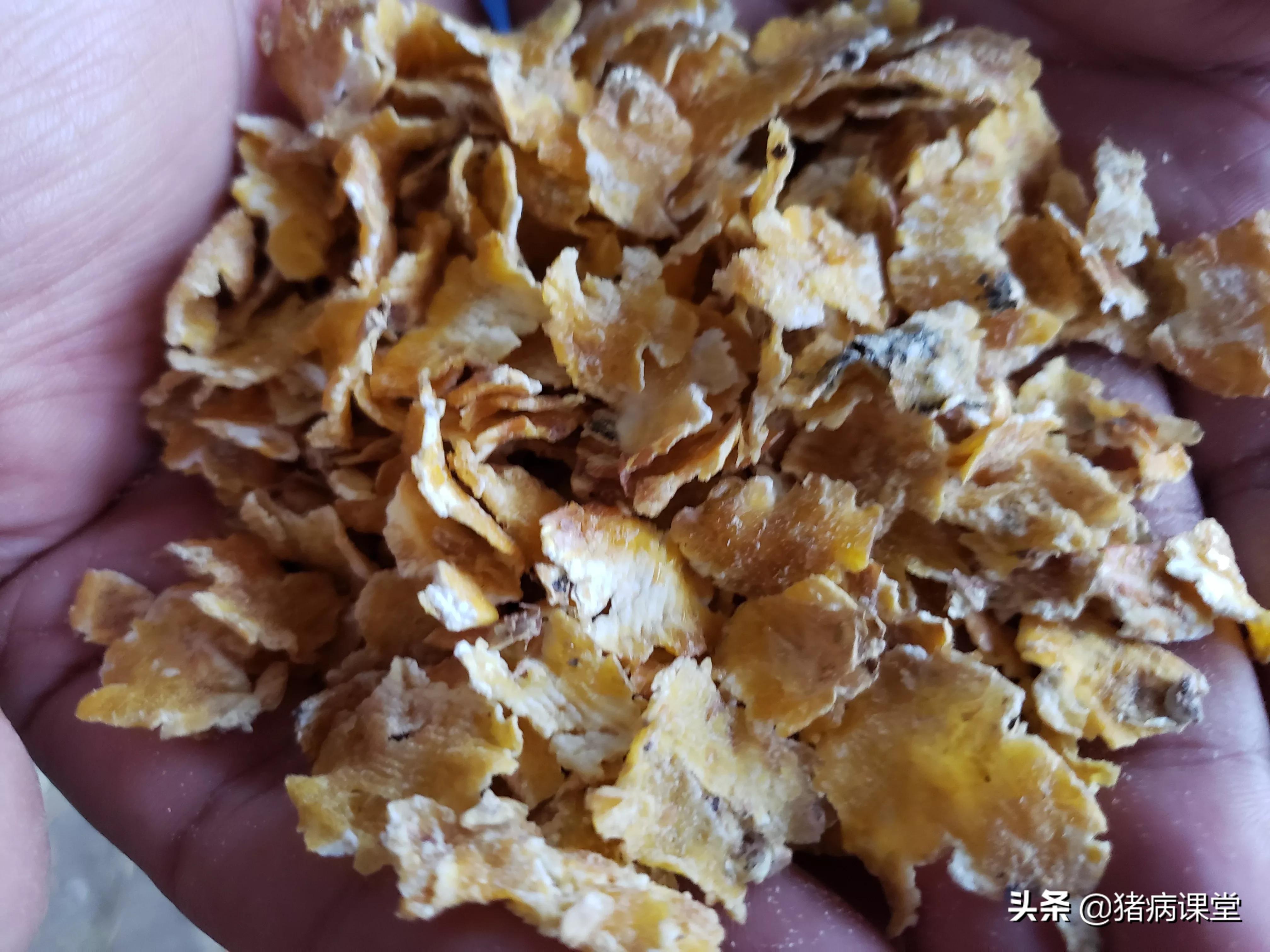 母牛产后胎衣不下喂益母草有用吗,母牛胎衣不下用兽用泡腾片管用吗