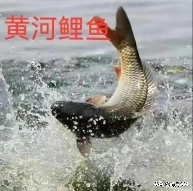 钓鱼人最喜欢吃哪一种淡水鱼,青鱼草鱼鲫鱼鲤鱼淡水鱼