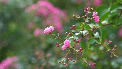 寻找深圳“夏紫薇”，邂逅全城盛开的浪漫