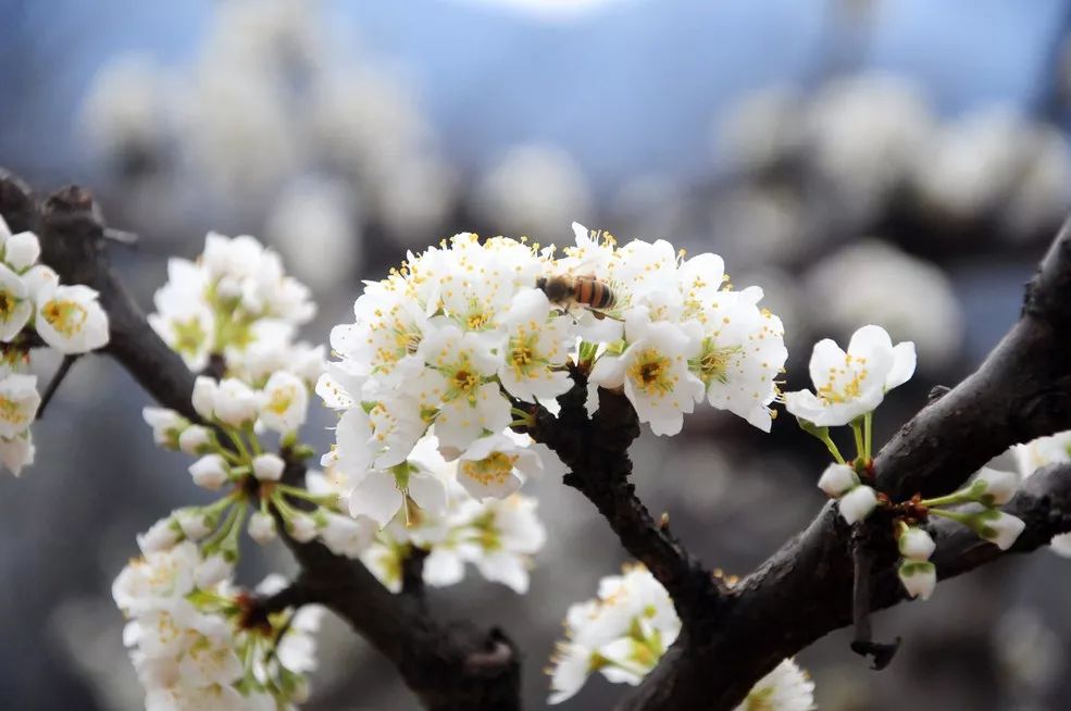 旅游景点推荐冬季莱芜,莱芜收藏