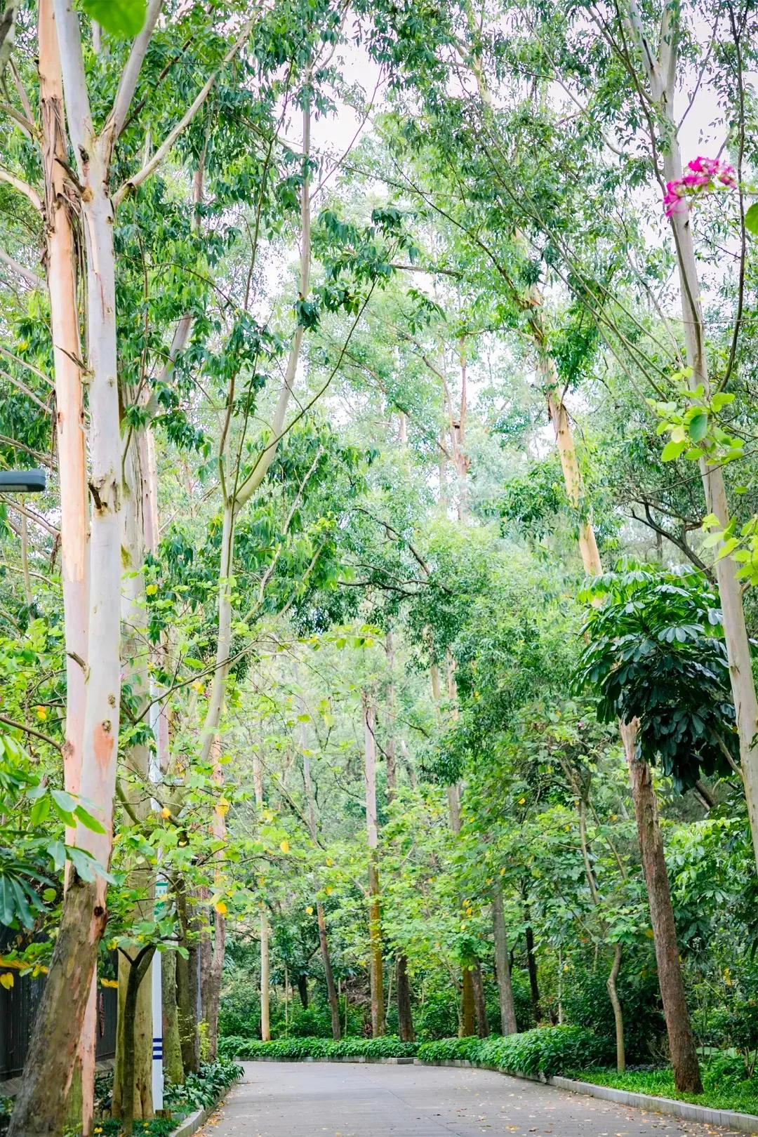 深圳最值得爬的景点,深圳十大最值得爬的山