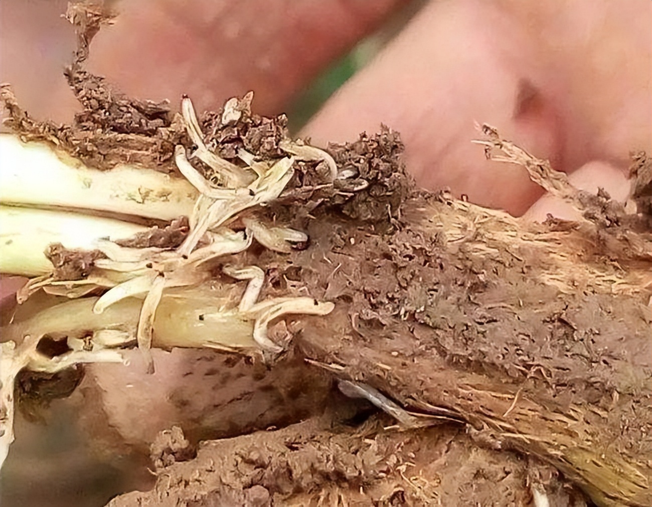 蒜蛆如何快速根治,蒜蛆防治