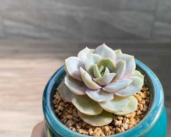 五月的颜色作文,五月的颜色对照表