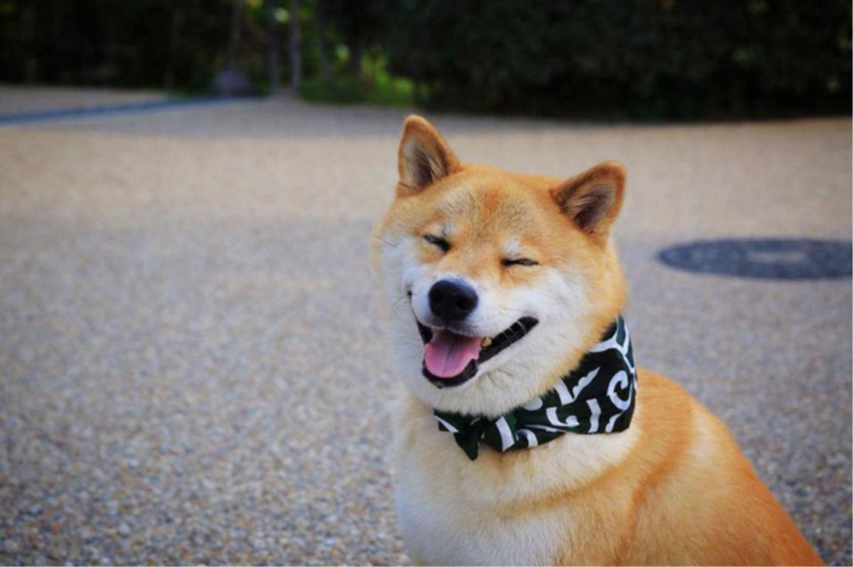 身价8000的柴犬的表现是这样的,什么狗最好养又便宜柴犬