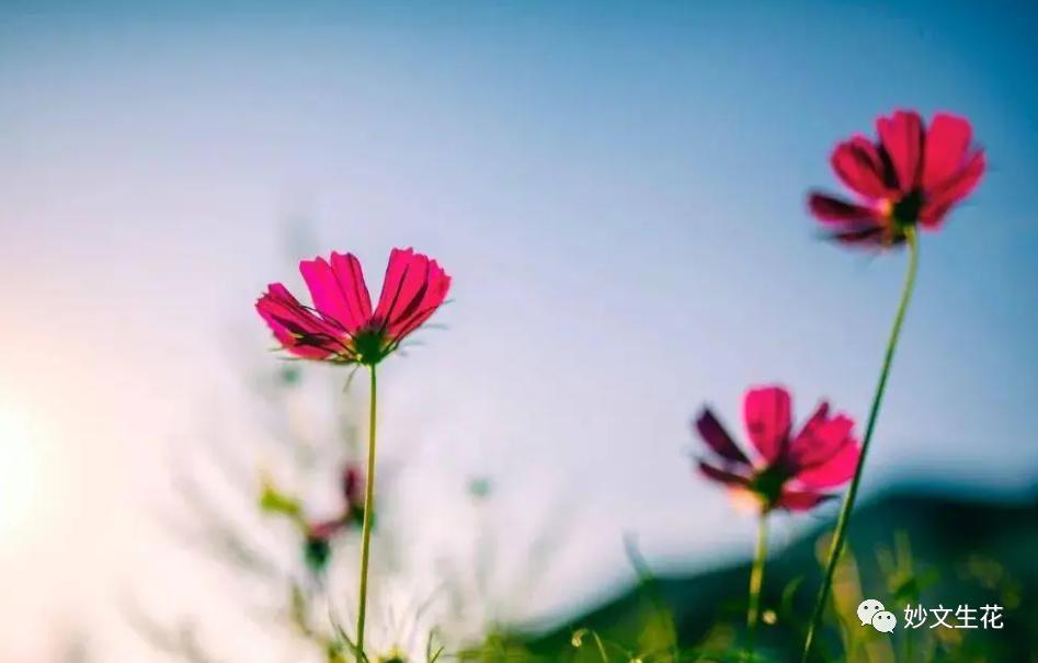 酸甜苦辣咸这才是完美的人生,酸甜苦辣咸都是人生的滋味