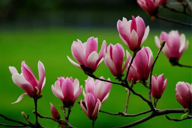 皎皎白玉兰所有视频,皎皎白玉兰插曲