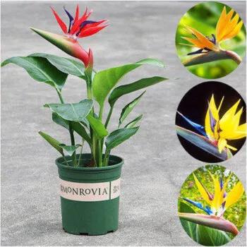 客厅绿植既好看又好养的10种植物,十大最好养的客厅大绿植