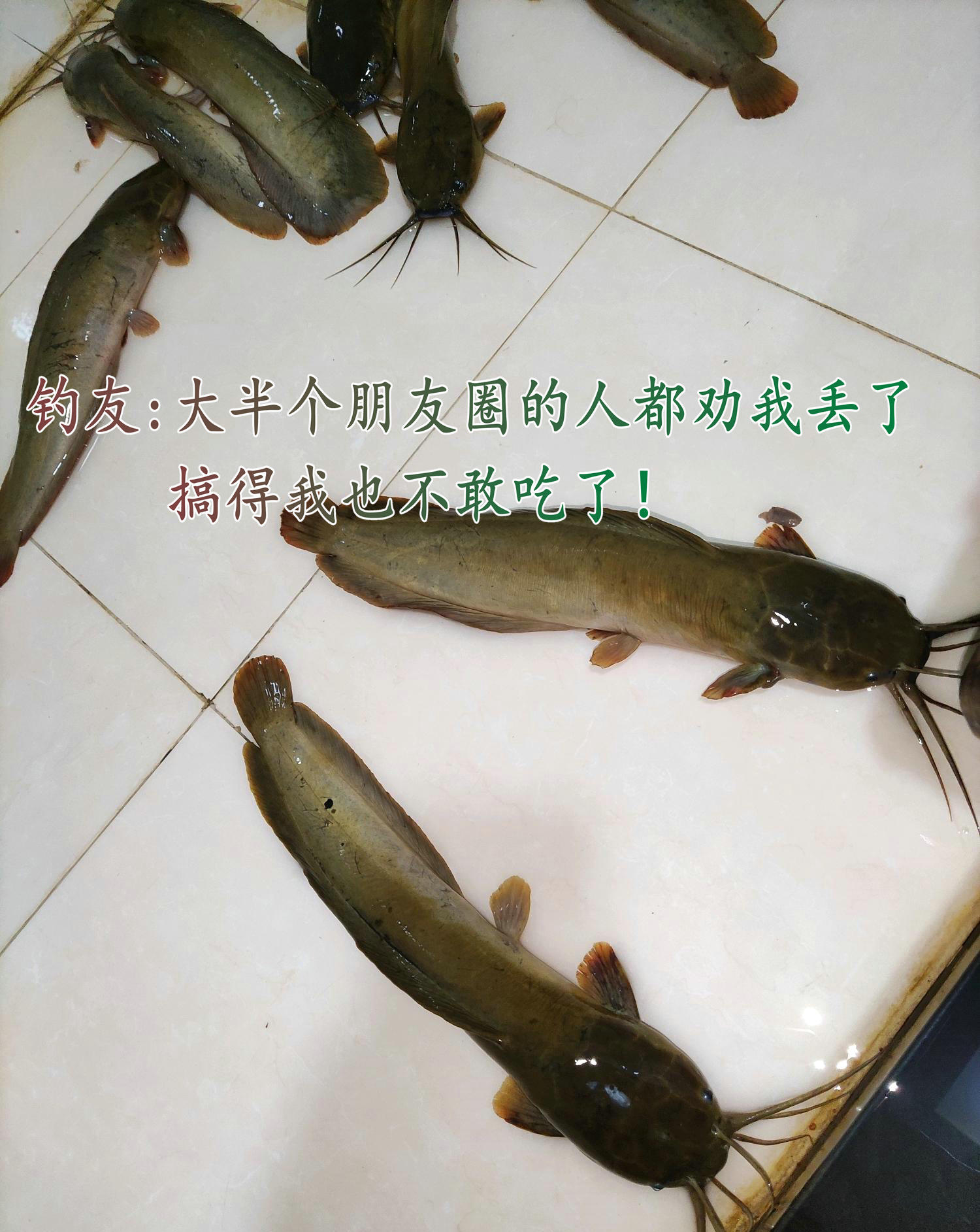 垃圾鱼钓鱼视频,垃圾塘鲺鱼