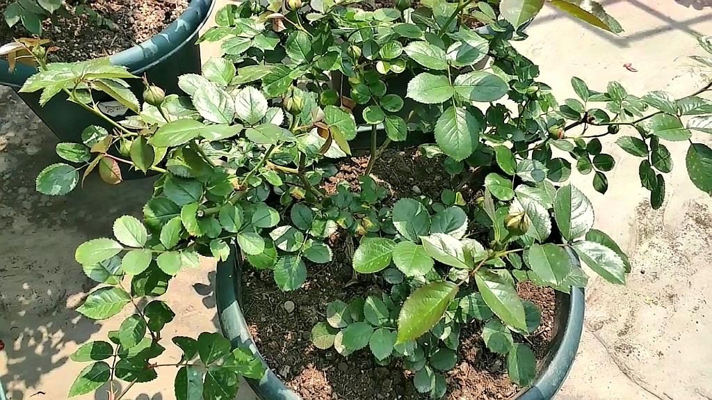 阳光照射短花期长又好养的花,7种漂亮的花喜阴怕阳光